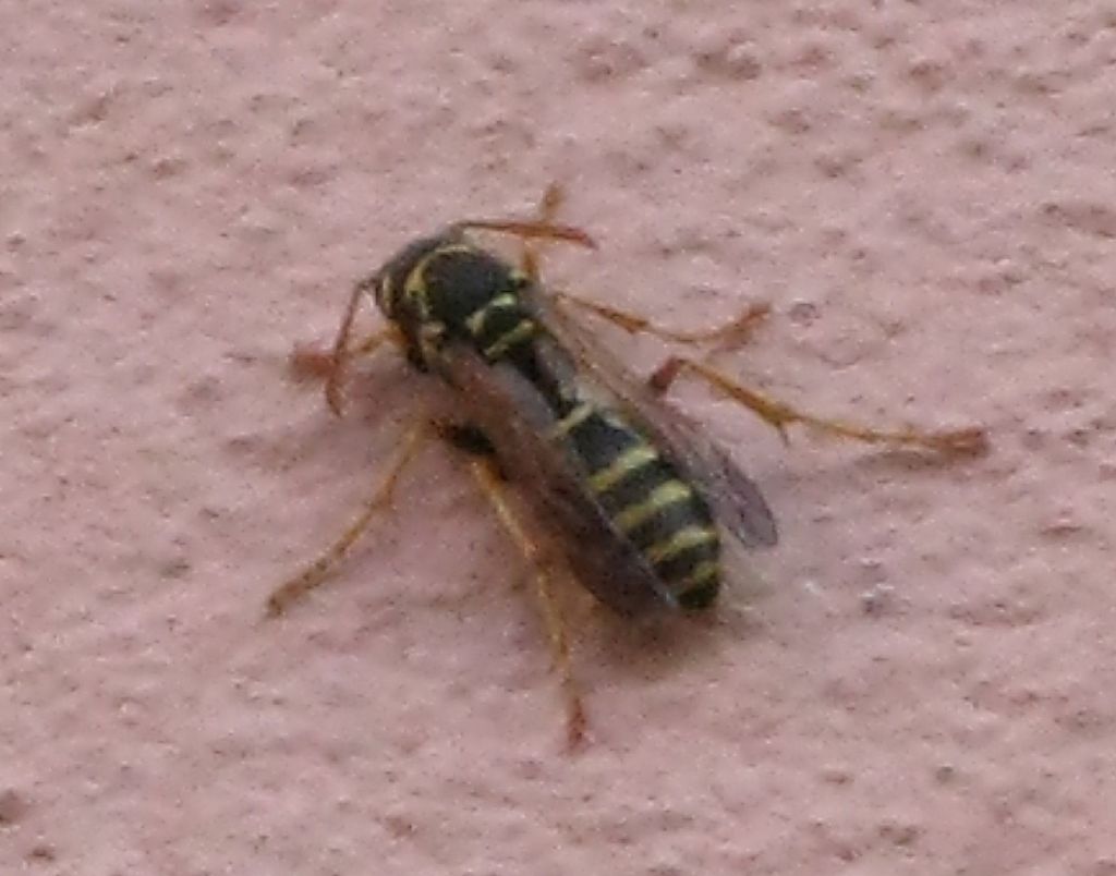 Polistes nynphus ?